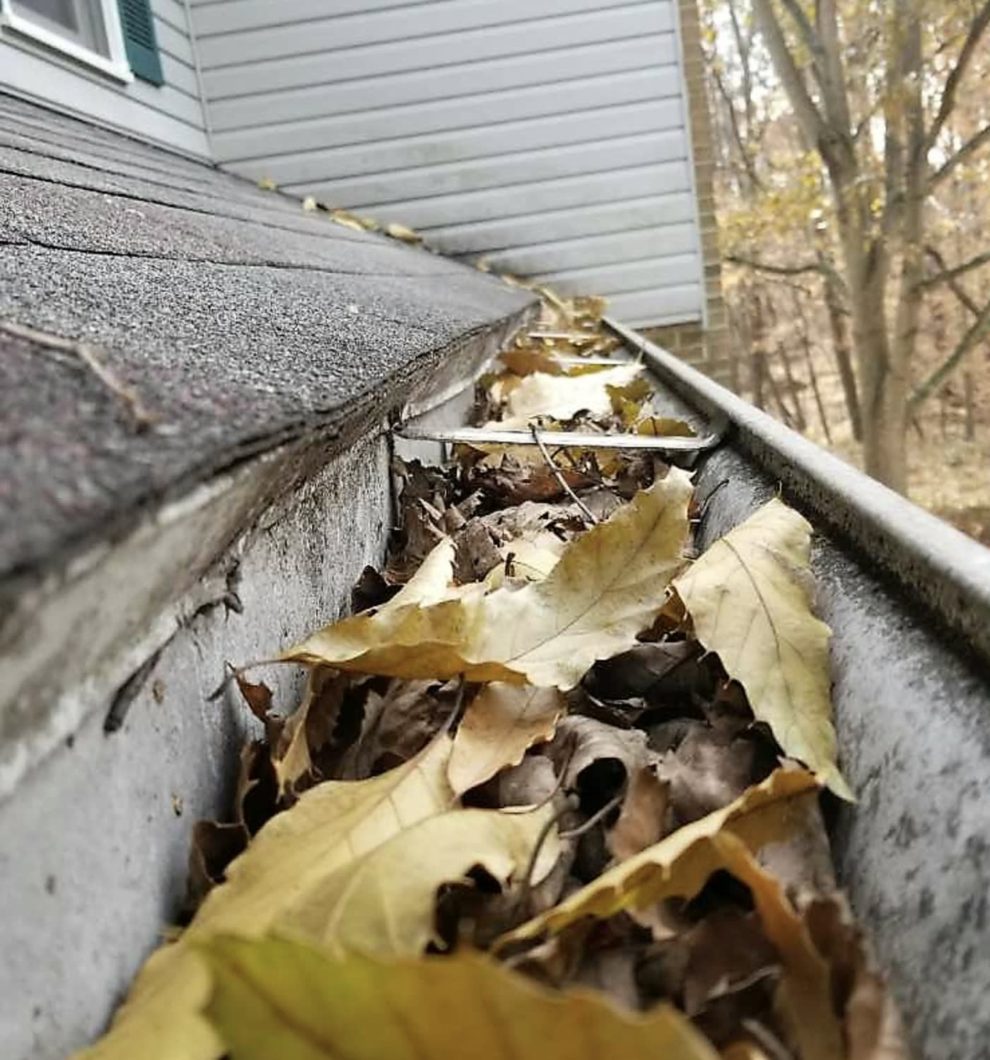 Leaves packed into a gutter against the roof line, before clearing